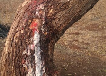 निसर्गाचा अनोखा चमत्कार न्हवे : यामुळे बामडोद शिवारात कडुलिंबाचे झाडातून 48 तासापासून बाहेर पडत आहे पांढरा शुभ्र रस