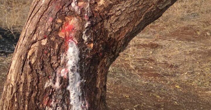 निसर्गाचा अनोखा चमत्कार न्हवे : यामुळे बामडोद शिवारात कडुलिंबाचे झाडातून 48 तासापासून बाहेर पडत आहे पांढरा शुभ्र रस