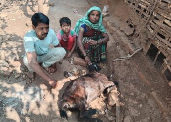 बिबटने झोपडीत शिरून एक शेळी व पांच कोबड्यांवर हल्ला चढवून केल्या फस्त