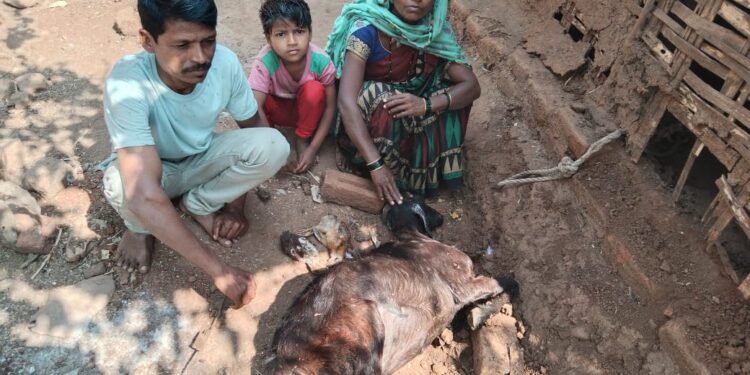 बिबटने झोपडीत शिरून एक शेळी व पांच कोबड्यांवर हल्ला चढवून केल्या फस्त