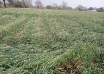 शहादा तालुक्यात वादळी वाऱ्यासह गारपीटचा पाऊस, केळी बागेचेसह रब्बी पिकांचे नुकसान, नुकसानीचे पंचनामे करण्याची शेतकऱ्यांची मागणी