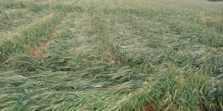 शहादा तालुक्यात वादळी वाऱ्यासह गारपीटचा पाऊस, केळी बागेचेसह रब्बी पिकांचे नुकसान, नुकसानीचे पंचनामे करण्याची शेतकऱ्यांची मागणी