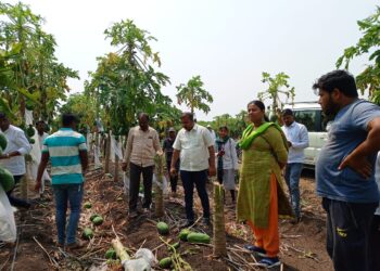 खासदार डॉ.हिना गावित यांनी केली नुकसानग्रस्त पिकांची पाहणी, शहादा तालुक्यात दिल्या भेटी, लवकर पंचनामे करून पाठपुरावा करण्याचे आश्वासन