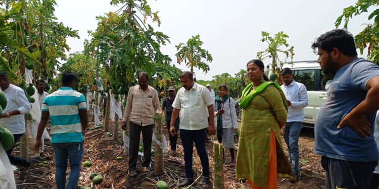 खासदार डॉ.हिना गावित यांनी केली नुकसानग्रस्त पिकांची पाहणी, शहादा तालुक्यात दिल्या भेटी, लवकर पंचनामे करून पाठपुरावा करण्याचे आश्वासन