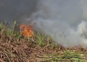 उसाच्या शेतात लागल्याने आगीत 12 एकरांतील ऊस जळून खाक