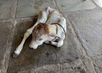 रांझणी शेतशिवारात बिबट्याच्या हल्ल्यात वासरू जखमी 