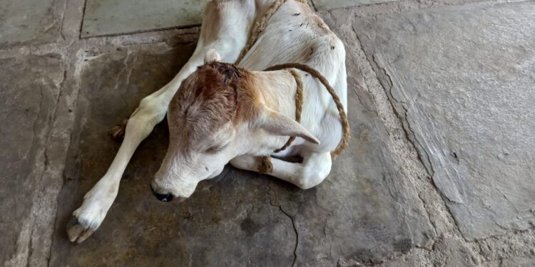 रांझणी शेतशिवारात बिबट्याच्या हल्ल्यात वासरू जखमी 