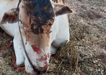 सुजलाॅन कंपनीच्या गलथान कारभारामुळे शेतकऱ्याचे लाखोचे नुकसान, गिरगाय ठार तर बैल जखमी