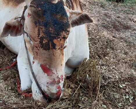 सुजलाॅन कंपनीच्या गलथान कारभारामुळे शेतकऱ्याचे लाखोचे नुकसान, गिरगाय ठार तर बैल जखमी