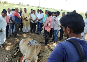 आ. डॉ. विजयकुमार गावित यांची नुकसानग्रस्त घटनास्थळी भेट,शेतकऱ्याला मदत मिळवून देण्याचे आश्वासन