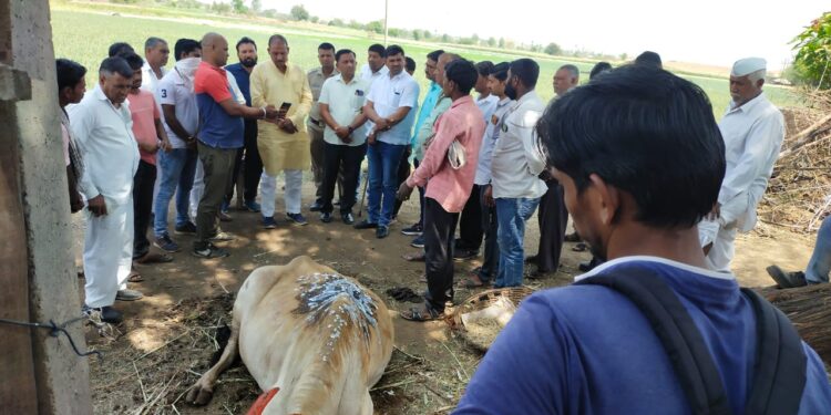 आ. डॉ. विजयकुमार गावित यांची नुकसानग्रस्त घटनास्थळी भेट,शेतकऱ्याला मदत मिळवून देण्याचे आश्वासन