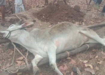 मोलगी परिसरात पाळीव जनावरांना अज्ञात आजारामुळे मृत्यू, वैद्यकीय अधिकारी तातडीने लक्ष देऊन उपयोजना करण्याची मागणी