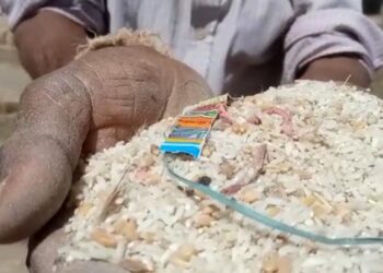 रेशन दुकानांमधून निकृष्ट धान्याचा पुरवठा, तांदळामध्ये सिमेंट सदृश्य पदार्थ, गहू व विमल गुटख्याचे कागद