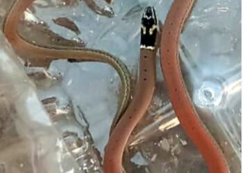 नंदूरबार येथे सर्पमित्रांनी पकडला दुर्मिळ प्रजातीच्या काळतोंड्या साप