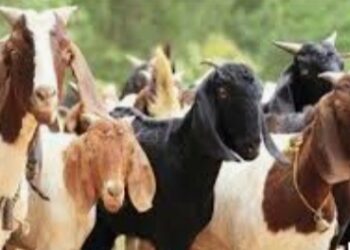 शेळी गट योजनेसाठी अर्ज सादर करण्याचे आवाहन