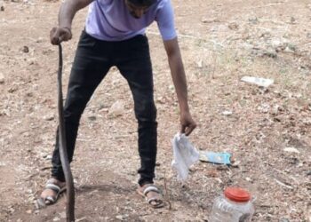 कोब्रा जातीचे नाग ,  नागीण सर्प मित्रांनी पकडले