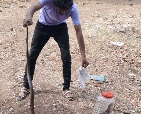 कोब्रा जातीचे नाग , नागीण सर्प मित्रांनी पकडले