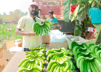 बामखेड्याची केळी पोहचली सात समुद्रापार आखाती देशांमध्ये