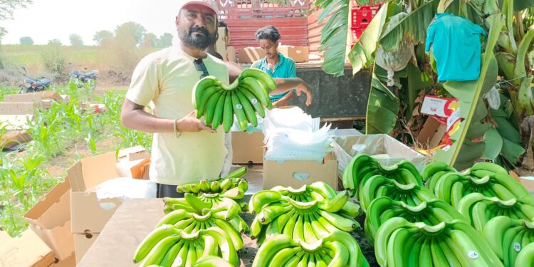 बामखेड्याची केळी पोहचली सात समुद्रापार आखाती देशांमध्ये