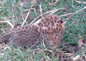 बहुरूपा शिवारात १० दिवसाचे बिबट्याचे बछडे आढळले