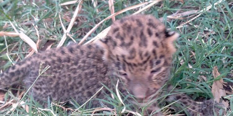 बहुरूपा शिवारात १० दिवसाचे बिबट्याचे बछडे आढळले