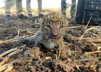 अखेर त्या बछडयास गुजरात वनविभागाने घेतले ताब्यात