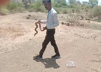 सर्पमित्राने मांडुळ जातीचा सापाला सोडले जंगलात