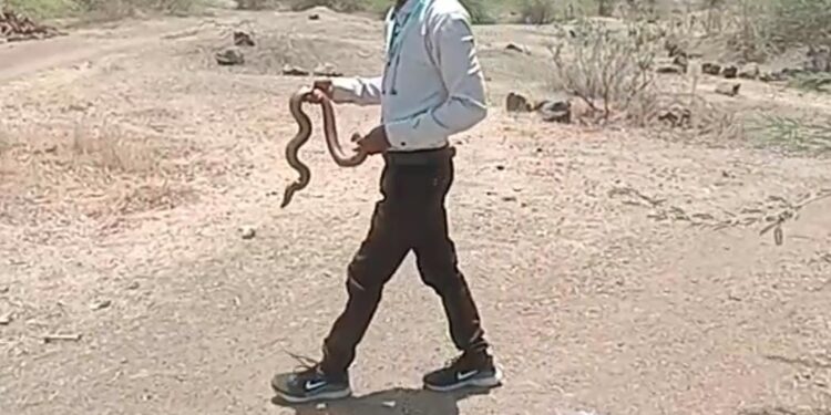 सर्पमित्राने मांडुळ जातीचा सापाला सोडले जंगलात