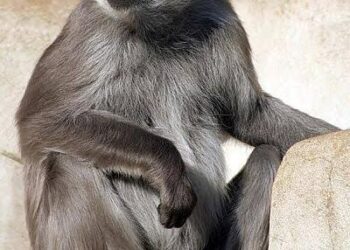 गावात उपद्रव करणाऱ्या माकडाला वनविभाग व  वन्यजीव संरक्षण संस्था यांनी नैसर्गिक सोडले अधिवासात