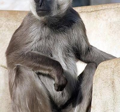 गावात उपद्रव करणाऱ्या माकडाला वनविभाग व  वन्यजीव संरक्षण संस्था यांनी नैसर्गिक सोडले अधिवासात