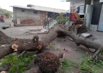 सावलीत खेळताना झाड अंगावर पडून १२ वर्षीय बालकाचा मृत्यू, एकुलता एक मुलाच्या निधनाने कुटुंबावर दुःखाचा डोंगर कोसळला