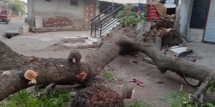 सावलीत खेळताना झाड अंगावर पडून १२ वर्षीय बालकाचा मृत्यू, एकुलता एक मुलाच्या निधनाने कुटुंबावर दुःखाचा डोंगर कोसळला