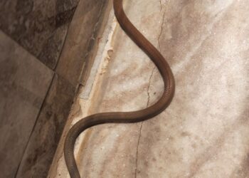 नंदुरबार येथे आढळला दुर्मिळ काळतोंड्या साप