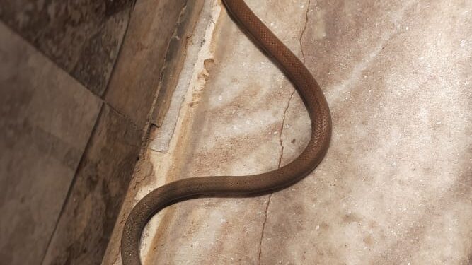 नंदुरबार येथे आढळला दुर्मिळ काळतोंड्या साप