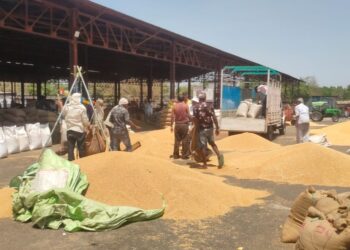 नंदूरबार बाजार समितीत गव्हाला मिळाला  5 हजार 451 रुपयांचा भाव