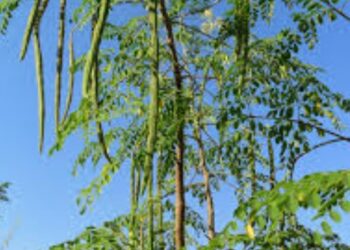 वैरणीकरिता शेवगा लागवडीसाठी अनुदान उपलब्ध