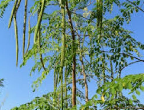 वैरणीकरिता शेवगा लागवडीसाठी अनुदान उपलब्ध