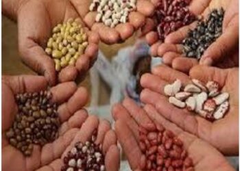 बोगस बियाणे विक्रीच्या प्रतिबंधासाठी 7 भरारी पथके, कार्यान्वित कृषि विभागाची माहिती