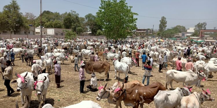 तळोदा येथील कालिका माता यात्रेत पहिल्या दिवशी बैल खरेदी विक्रीतुन 65 लाखांची उलाढाल