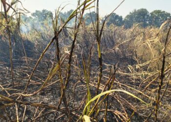 काळंबा शिवारात शॉटशर्कीटमुळे ऊसाच्या शेताला लागली आग