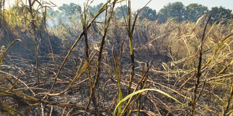 काळंबा शिवारात शॉटशर्कीटमुळे ऊसाच्या शेताला लागली आग