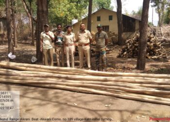 धडगांव वनविभागाची धडक कारवाई ,  कात्री येथे वाहतुकीच्या तयारीत असलेल्या सागवनाच्या दांड्या जप्त