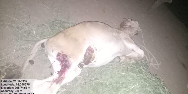 वाण्‍याविहीर शिवारातील शेतात बिबट्याचा वासरुवर हल्ला