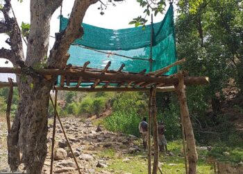 दोन वर्षानंतर आज होणार प्राणी गणना,चार ठिकाणी उभारण्यात आली मचान