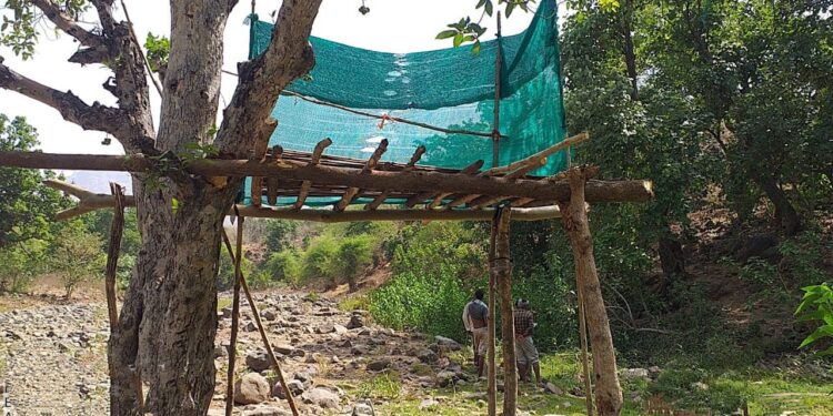 दोन वर्षानंतर आज होणार प्राणी गणना,चार ठिकाणी उभारण्यात आली मचान