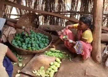 धडगावचे आमसूल दिल्ली, जयपूर रवाना, मात्र आमसूल प्रक्रिया उद्योगाच्या योजना मात्र कागदावरच