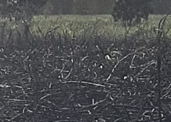 अमळथे येथे शॉर्ट सर्किटमुळे 8 एकर जळून खाक,आगीत शेतकरी जखमी