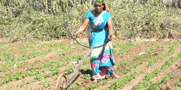 निंबोणीच्या रजनीताईंनी फुलवली माळरानावर शेती