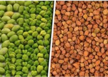 शेतकऱ्यांनी किमान आधारभूत किमतीनुसार हरभरा खरेदीसाठी शेतकऱ्यांनी १७ मे पर्यंत नोंदणी करावी