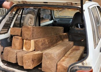 नवापूर तालुक्यात वनविभागाच्या कारवाईत ३ लाखांचा मुद्देमाल जप्त